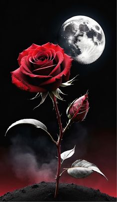 a single red rose with the moon in the background