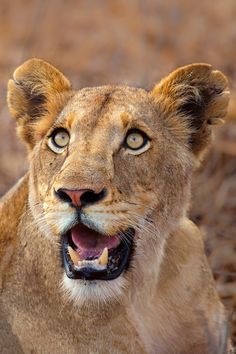 a lion is looking at the camera with its mouth open and it's tongue out