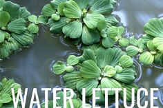 water lettuce leaves floating on top of the water