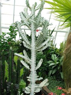 a large white plant in a green house