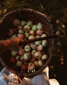 a person holding a basket full of apples