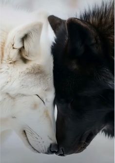 two white and black wolfs kissing each other