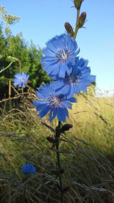 some blue flowers are growing in the grass