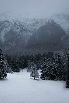 snow covered trees and mountains in the distance