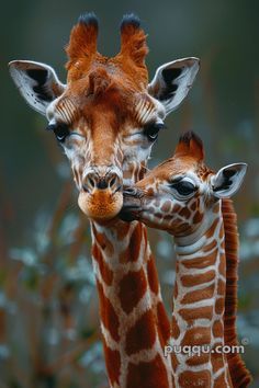 two giraffes standing next to each other with their heads touching noses together