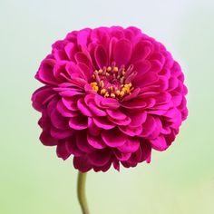 a large purple flower with green background