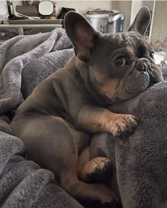 a small dog laying on top of a bed covered in a gray blanket and looking at the camera