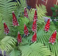 several red and white butterflies sitting on green leaves