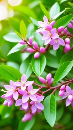 pink flowers are blooming on the green leaves in the sunbeams, close up