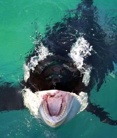 an animal with its mouth open and it's teeth wide open in the water