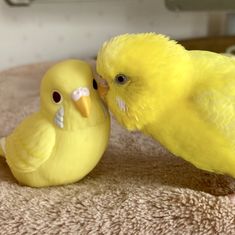 two small yellow birds sitting next to each other on a bed together, one is kissing the other's cheek