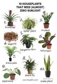 houseplants that need almost zero sunlight to grow in the winter and summer months