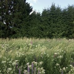 tall grass and wildflowers are in the foreground with trees in the background