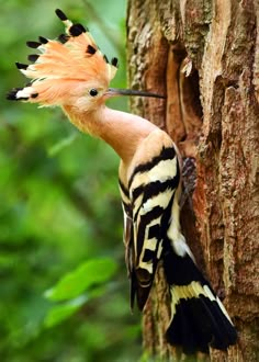 an orange and black bird with feathers on it's head climbing up a tree