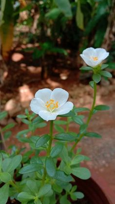 two white flowers with green leaves in a pot