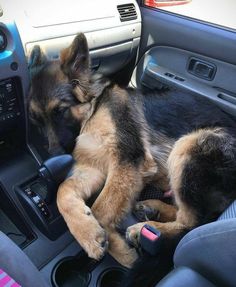 a dog sleeping in the passenger seat of a car with its head on the steering wheel