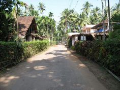 a dirt road with houses and palm trees on both sides, surrounded by greenery