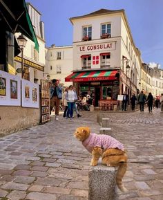 a dog in a pink shirt is standing on a stone block and some people are walking around