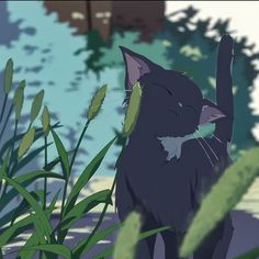 a black cat standing in the grass next to some water and plants with its eyes closed