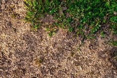 the ground is covered in dirt and grass, with small plants growing out of it