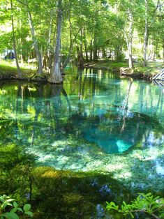 the blue pool is surrounded by trees and green grass in the woods, with water running through it