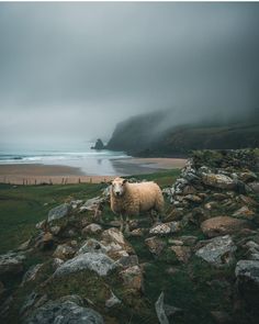 a sheep standing on top of a grass covered hillside next to the ocean and rocky shore