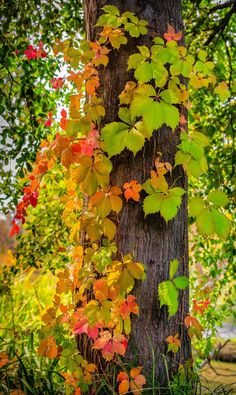 the tree is covered in colorful leaves and has vines growing up it's trunk