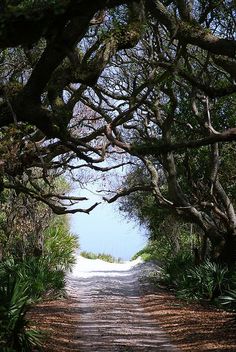 a dirt road surrounded by trees and plants