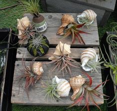 an assortment of air plants on a wooden crate