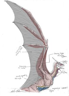 a drawing of a dragon with its wings spread out and the body parts labeled in red