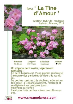 a flyer with pink flowers and green leaves on the front, which reads la time d'amour