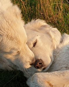 two white dogs are cuddling in the grass