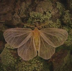 a large white butterfly sitting on top of a moss covered tree trunk in the forest