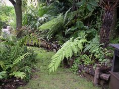 there are many plants and trees in the garden area, including ferns on the side of the road