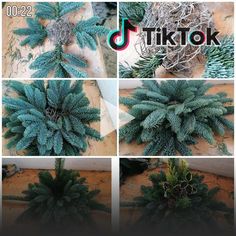 four pictures of different types of evergreens in various stages of growth, with the title tiktok above them