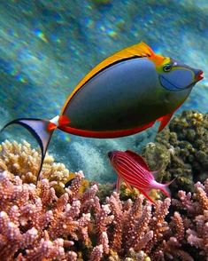 two colorful fish swimming in the water near some corals and seaweed on a reef