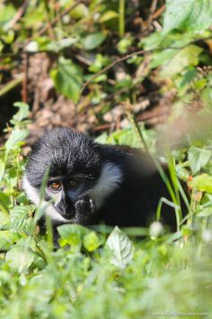 Monkey in Rwanda Rwanda Kigali, Uganda Gorilla Trekking, Gorilla Trekking In Rwanda