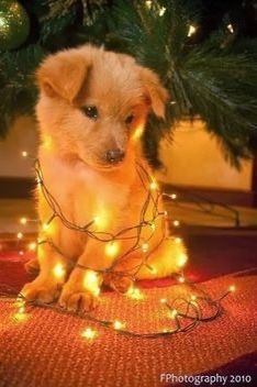 a small dog sitting on top of a rug under a christmas tree covered in lights