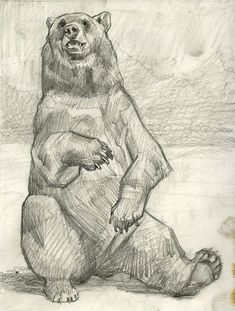 a drawing of a bear sitting on the ground