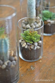 three glass vases filled with plants on top of a wooden table