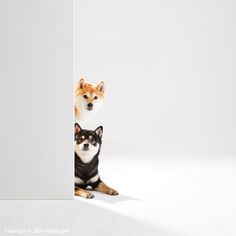 two dogs are peeking out from behind a white wall and one dog is looking at the camera