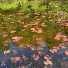 water lilies floating on the surface of a pond