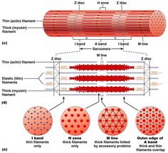 the structure and function of an electrical device, including two different types of electrodes