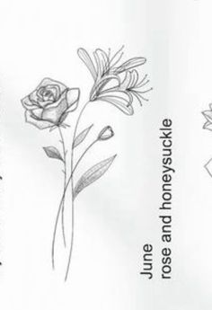 the back side of a book with flowers and leaves in black ink on white paper