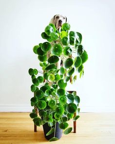 a dog standing behind a potted plant on top of a hard wood floor in front of a white wall