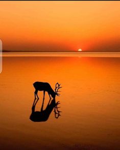 a deer is standing in the water at sunset