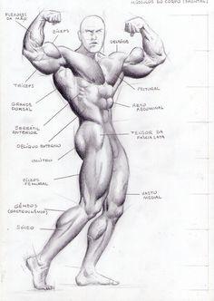 a drawing of a man's muscles, showing the different parts of his body