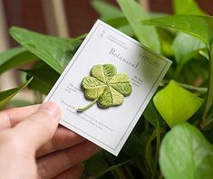 a person holding a card with a four leaf clover on it in front of some plants