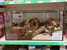 a display in a store filled with lots of different types of animals and plants inside of it