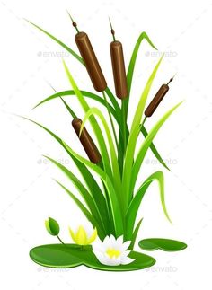 reeds and flowers in the water on a white background - miscellaneous objects / objects illustrations